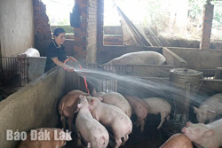 Huyện Krông Bông: Giá heo hơi tăng, người chăn nuôi phấn khởi tái đàn