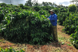 Tiềm năng lớn cho kinh tế tuần hoàn ở Đắk Nông