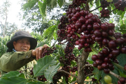 Đắk Nông duy trì diện tích, tăng chất lượng cho cà phê