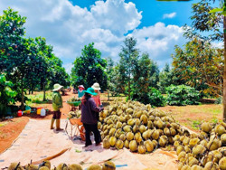 Đắk Lắk: Chất lượng sẽ quyết định thương hiệu sầu riêng