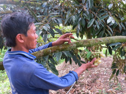 Ồ ạt trồng sầu riêng, lợi bất cập hại