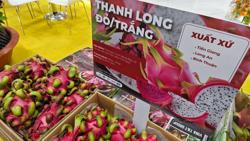 Quả thanh long “tỉ đô” giờ xuất khẩu ra sao?