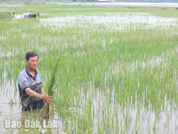 Nông dân ngậm ngùi nhìn lúa ngập trong biển nước