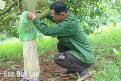 Cấp thiết bảo đảm an ninh vụ sầu riêng 2024