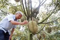 Đắk Nông: Thách thức và rủi ro khi trồng sầu riêng ồ ạt