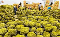 Xuất khẩu sầu riêng, rau quả tăng mạnh