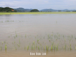 Huyện Lắk: Diện tích lúa và hoa màu bị ngập lụt tiếp tục tăng