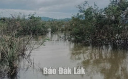 Huyện Lắk: Phát hiện thi thể một cụ ông ngoài cánh đồng