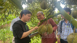 Có 31 nhà vườn tham gia Hội thi nông dân sản xuất sầu riêng giỏi