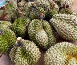 Nhà vườn xót ruột khi giá sầu riêng liên tục hạ