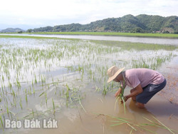 Chủ động ứng phó với mùa mưa lũ ở Tây Nguyên