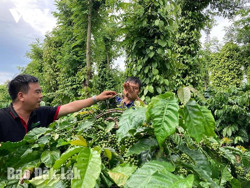 “Kịch bản” ứng xử và phát triển cà phê Đắk Lắk