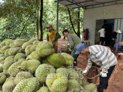 Nâng cao sức cạnh tranh cho ngành hàng sầu riêng Đắk Lắk