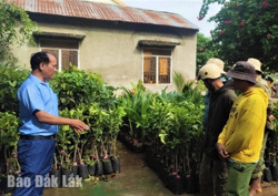 Hỗ trợ hơn 1 nghìn cây giống cho người dân xã Bông Krang