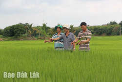 Cây lúa lên hương