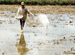 Báo động “sức khỏe” đất sản xuất