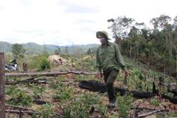 Phát hiện 663 vụ vi phạm lâm luật