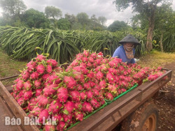 TP. Buôn Ma Thuột: Thanh long được mùa, được giá