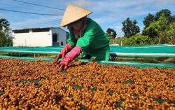 Nông nghiệp Đắk Lắk đối mặt nhiều thách thức