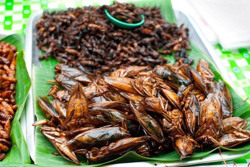 Nguy cơ chết người vì những món ăn từ côn trùng