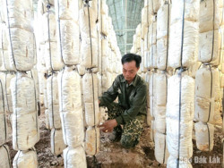 Gần 1 tỷ đồng hỗ trợ cho các hợp tác xã trên địa bàn tỉnh