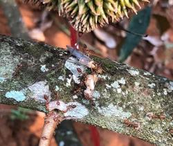 Sử dụng kiến vàng quản lý sâu hại trên cây sầu riêng