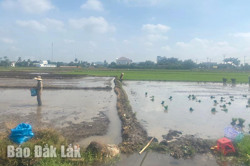 TP. Buôn Ma Thuột: Mưa muộn ảnh hưởng đến sản xuất lúa vụ Hè Thu 2024