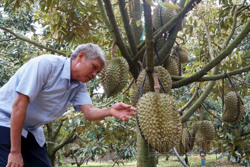 Mô hình sản xuất sầu riêng lợi nhuận 1 tỷ đồng/ha tại Đắk Nông