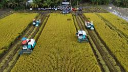 Xuất khẩu gạo có tiếp tục lập kỷ lục?