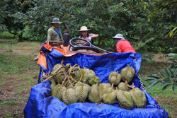 Lo cho sầu riêng Đắk Nông