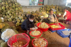 Người trồng sầu riêng "sầu" vì mưa