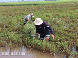 Nhọc nhằn thu hoạch lúa sau lũ