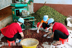 Mắc ca được giá