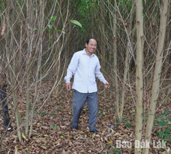 Trồng mới 12.512 ha rừng