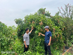 Xây dựng thương hiệu, mở đường tiêu thụ nông sản