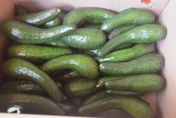 Đắk Nông tìm giống bơ phù hợp nhu cầu thị trường