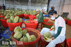 Nhiều áp lực về bảo đảm chất lượng xuất khẩu