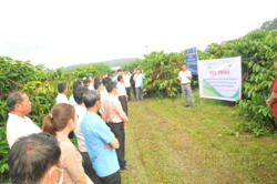 Đắk Nông đề phòng cà phê rụng trái non trong mùa mưa