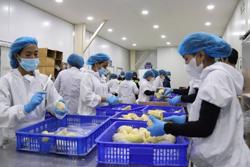 Sầu riêng đông lạnh chính thức được cấp phép sang Trung Quốc