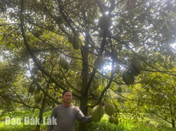 Cải tiến kỹ thuật chăm sóc sầu riêng thích ứng với biến đổi khí hậu