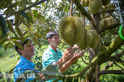 “Cú hích” từ đào tạo nghề lao động nông thôn