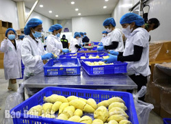 Xuất khẩu chính ngạch sầu riêng cấp đông: Mở thêm cơ hội cho sầu riêng Đắk Lắk