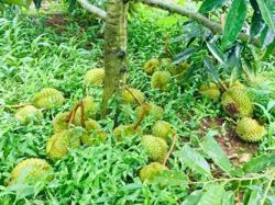 Khởi tố người phụ nữ cắt phá hơn 360 trái sầu riêng để trả thù