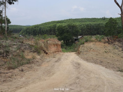 Khẩn trương thực hiện công tác thu hồi cây rừng để bàn giao mặt bằng Dự án cao tốc Khánh Hòa - Buôn Ma Thuột