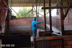 TP. Buôn Ma Thuột: Tiêu hủy và xịt khử khuẩn một ổ dịch tả lợn Châu Phi