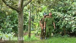 Huyện Krông Búk: Bảo đảm an ninh trật tự mùa thu hoạch sầu riêng