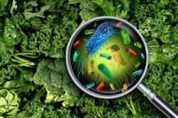 Nhiễm giun sán vì sở thích ăn rau sống