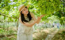 Nho mẫu đơn trĩu quả trên vùng đất sỏi đá