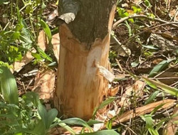 Nửa đêm, người đàn ông đẽo gốc 26 cây sầu riêng để trả thù