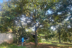 Đắk Nông phục hồi 11.700ha sầu riêng sau thu hoạch